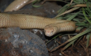 Cobra albina